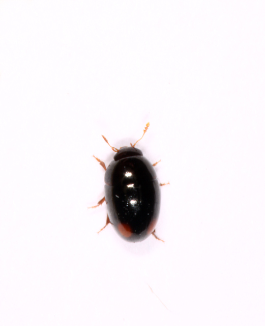 Olibrus bicolor - Copyright Denis Bourgeois